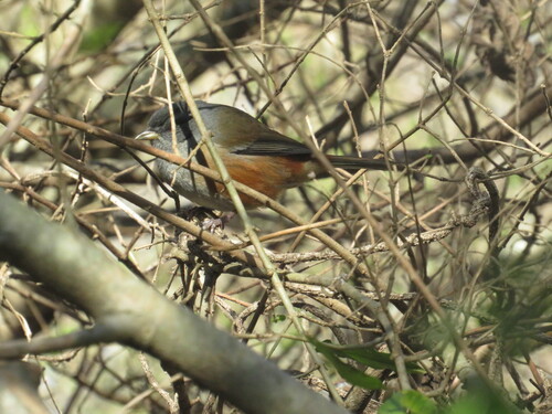 Grey-throated Warbling Finch (Microspingus cabanisi), photo 10