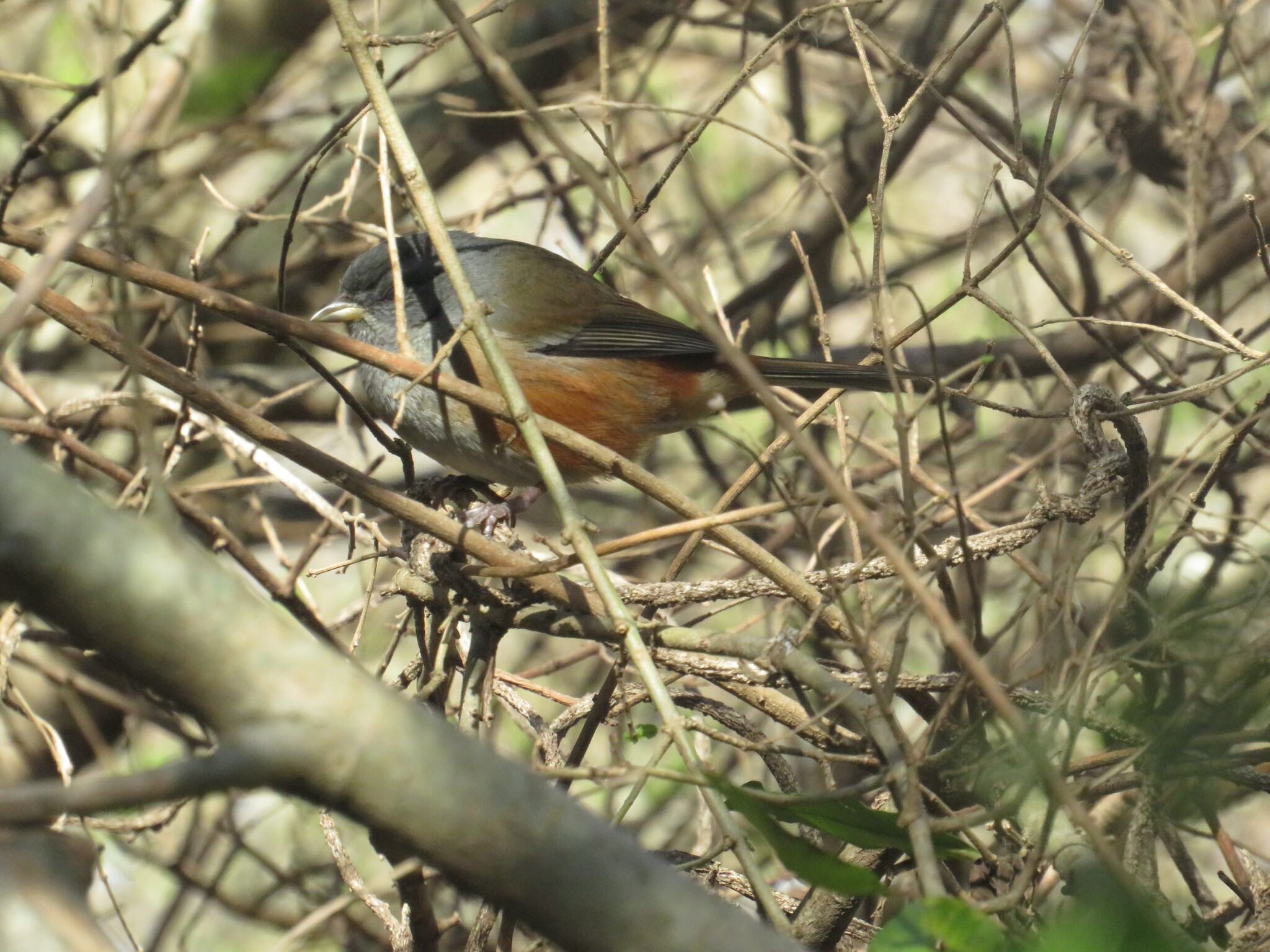 Grey-throated Warbling Finch (Microspingus cabanisi), photo 10