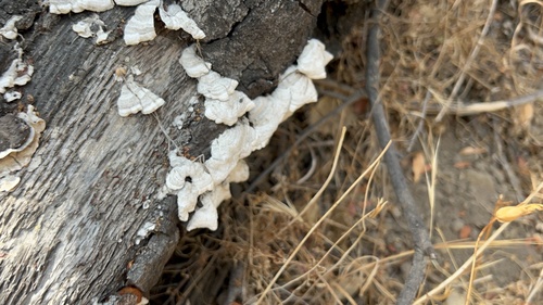 iNaturalist observation photo of Stereum