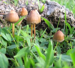 Psilocybe mexicana