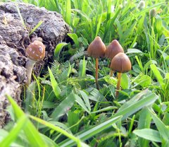Psilocybe mexicana