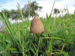 Psilocybe mexicana