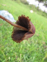 Psilocybe mexicana