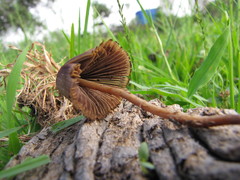 Psilocybe mexicana