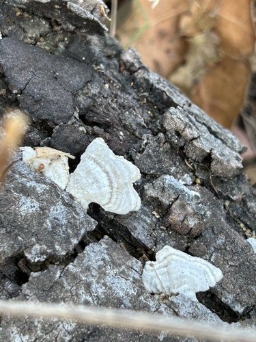 iNaturalist observation photo of Stereum