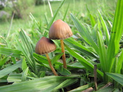 Psilocybe mexicana