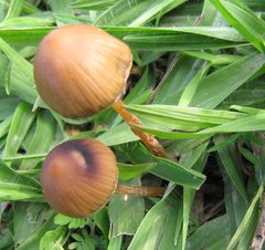 Psilocybe mexicana