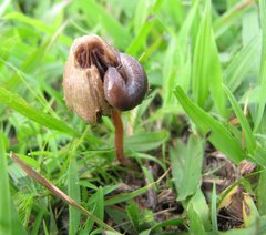 Psilocybe mexicana