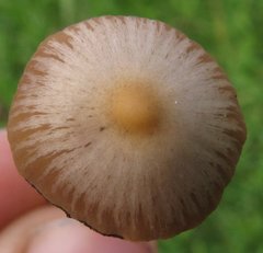 Psilocybe mexicana