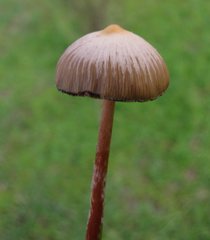 Psilocybe mexicana