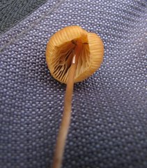 Psilocybe mexicana