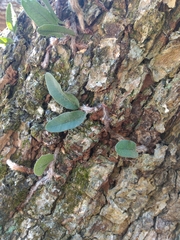 Microgramma mortoniana