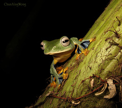 Bornean Flying Frog photo 2