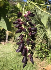 Mucuna pruriens