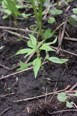 Parietaria pensylvanica pensylvanica