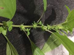 Parietaria pensylvanica pensylvanica