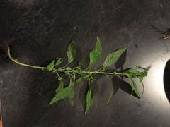 Parietaria pensylvanica pensylvanica