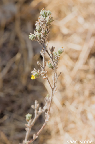 common hareleaf (Lagophylla ramosissima)
