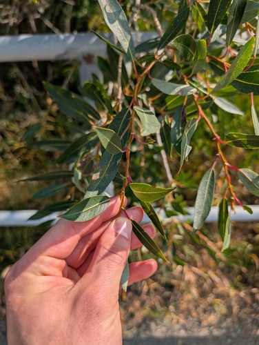 starved willow (Salix famelica)