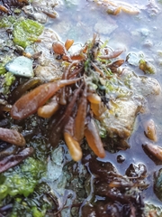 Adenocystis utricularis