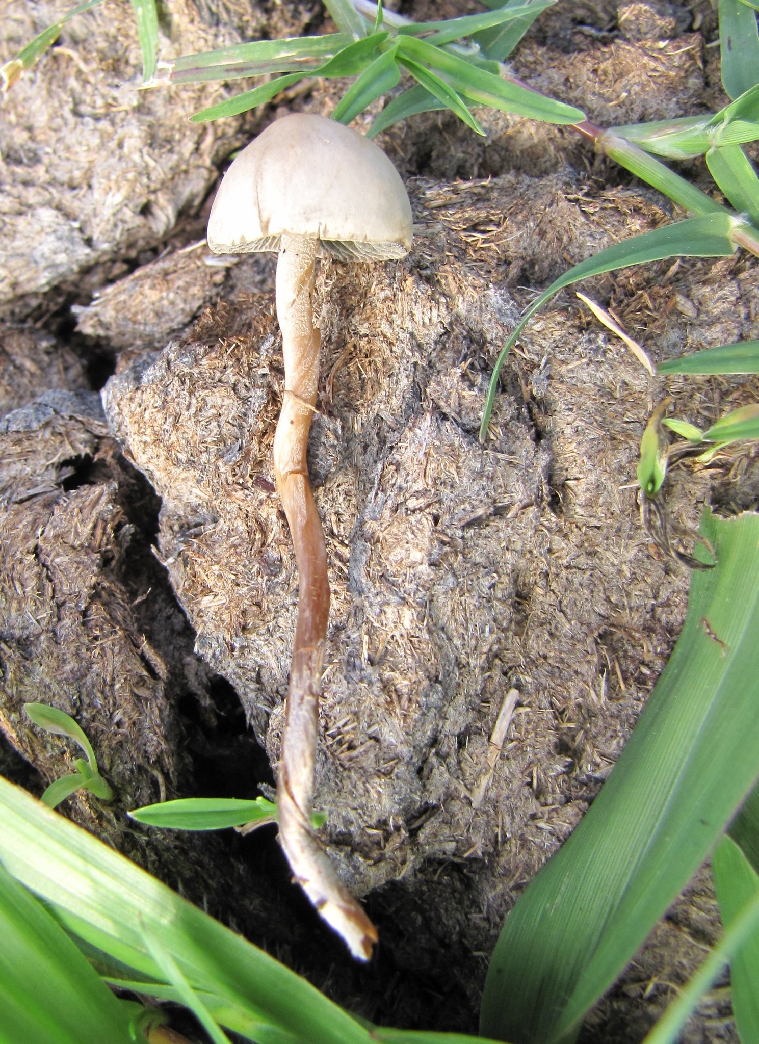 Panaeolus cinctulus image