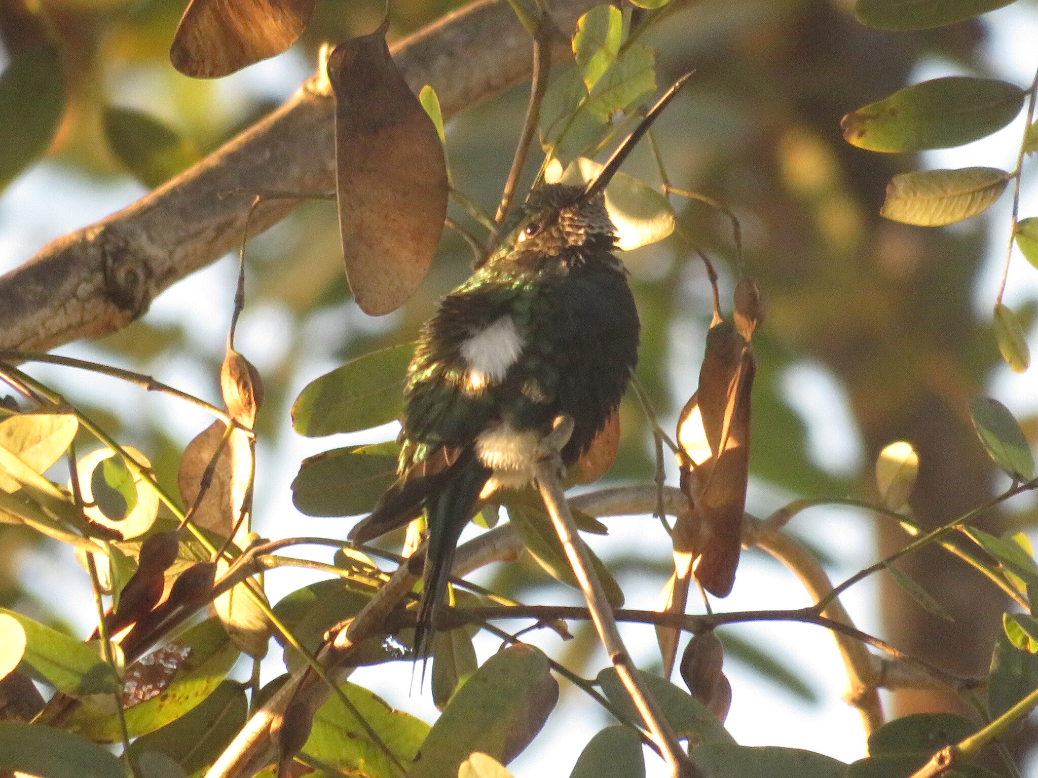 Blue-tufted Starthroat (Heliomaster furcifer)