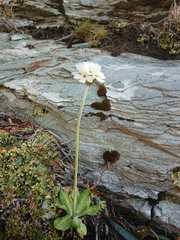 Primula magellanica
