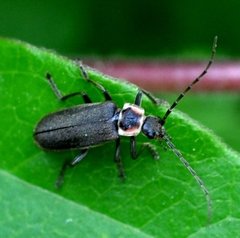 Atalantycha dentigera