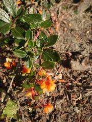Berberis ilicifolia