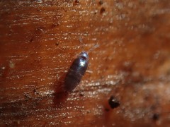 Lepidocyrtus violaceus