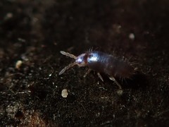 Lepidocyrtus violaceus