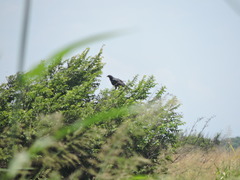 Buteogallus