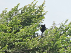 Buteogallus