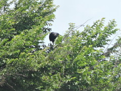 Buteogallus