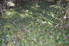 Packera toluccana