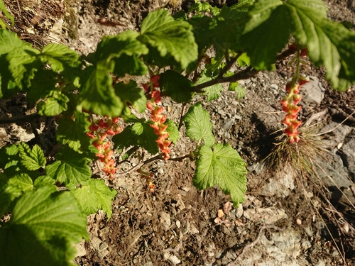 Ribes magellanicum, photograph 4