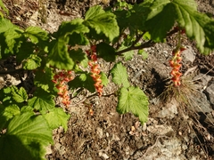 Ribes magellanicum, photograph María Regina Silva, CC BY, iNaturalist via GBIF