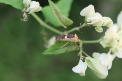 Hypselonotus lineatus