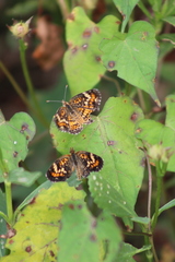 Phyciodes phaon phaon