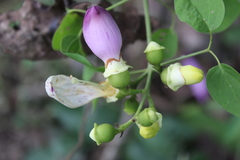 Amphilophium paniculatum