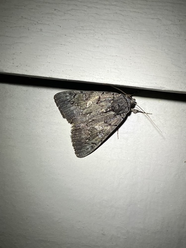 Sweetfern Underwing Moth photo 4