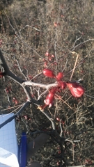 Erythrostemon melanadenius