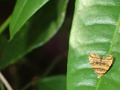 Choreutis amethystodes