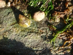 Siphonaria lessonii