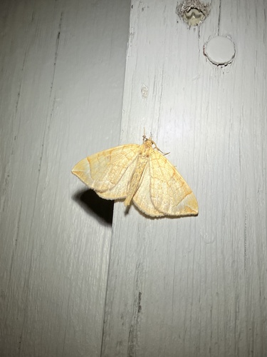 Chevron Moth photo 2