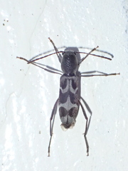 Perissus kankauensis