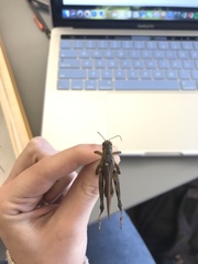 Melanoplus differentialis