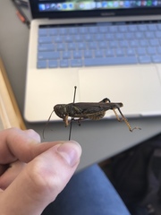 Melanoplus differentialis