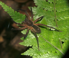 Ancylometes amazonicus
