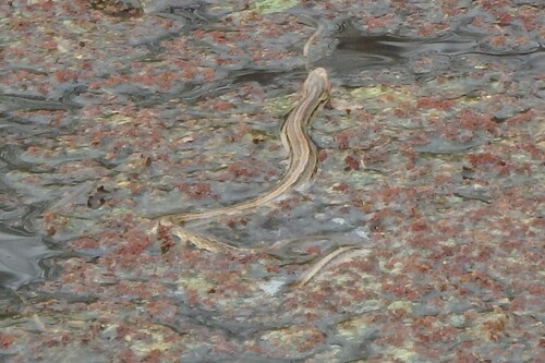 Frog-eating Rat Snake